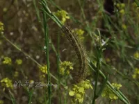 Witte tijger [Spilosoma lubricipeda]